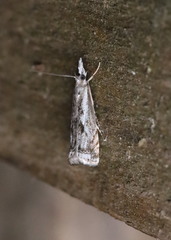 Microcrambus kimballi