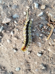 Lophocampa ingens