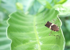 Hypselonotus lineatus