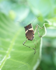 Hypselonotus lineatus