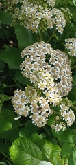 Pericallis malvifolia