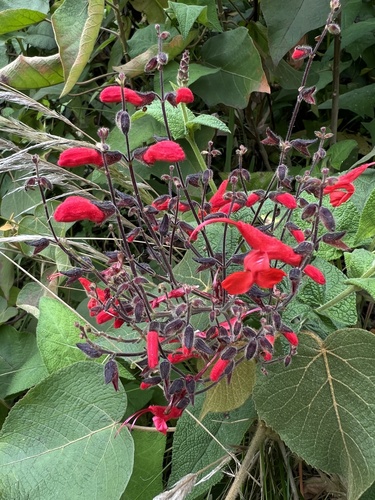 Salvia rubriflora, photograph 2