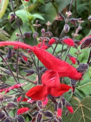 Salvia rubriflora