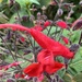Salvia rubriflora - Photo 由 Nicolás Baresch Uribe 所上傳的 (c) Nicolás Baresch Uribe，保留部份權利CC BY