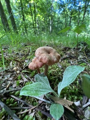 Laccaria laccata pallidifolia