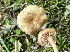 Laccaria laccata pallidifolia