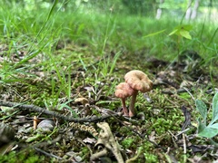 Laccaria laccata pallidifolia