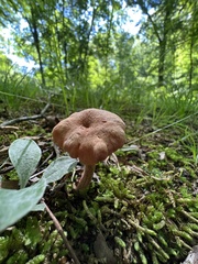 Laccaria laccata pallidifolia
