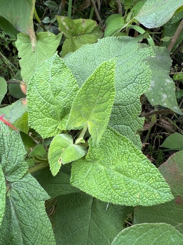 Salvia rubriflora, photograph 3