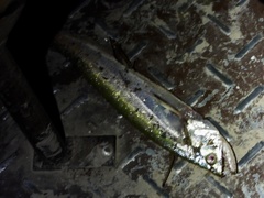 Hydrolycus