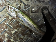 Hydrolycus