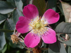 Rosa glauca