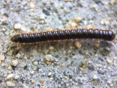 Oxidus gracilis