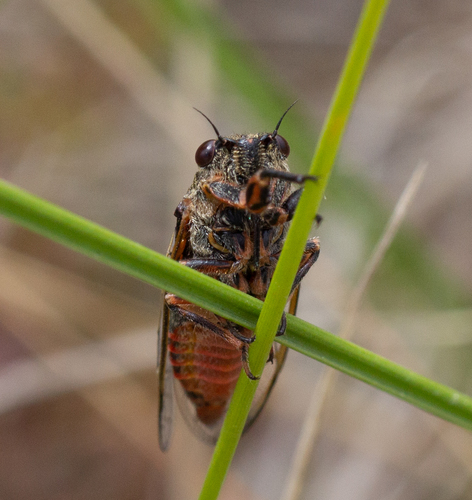 Red-bellied cicada