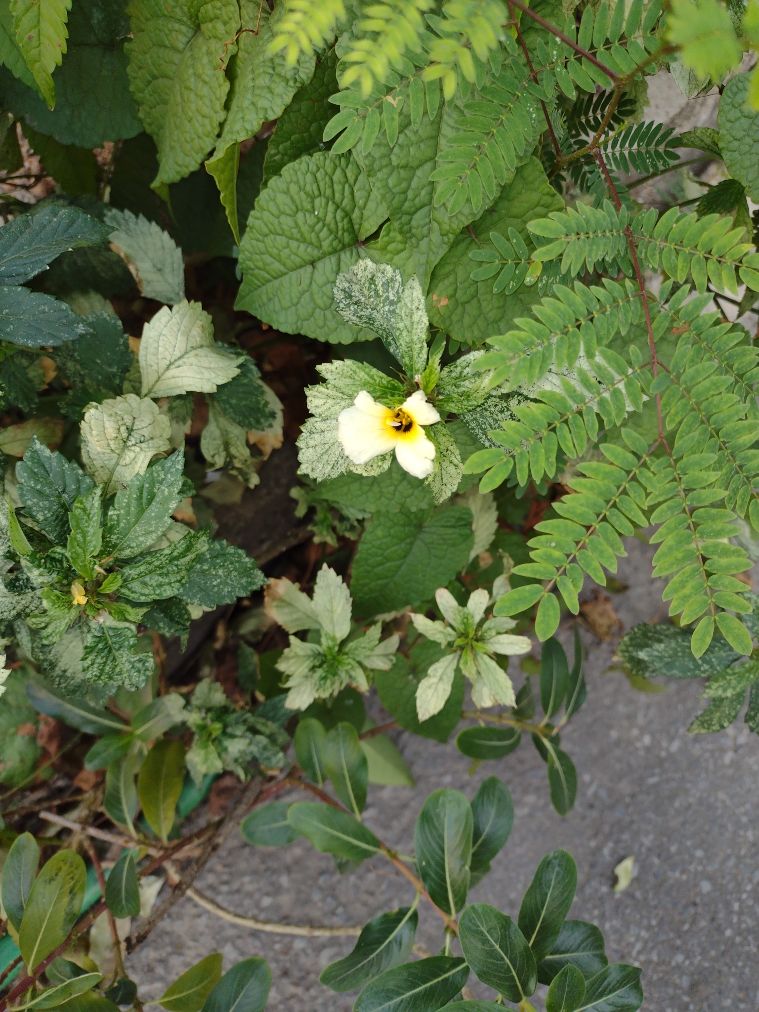 Turnera subulata
