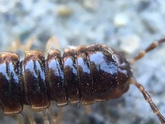 Oxidus gracilis