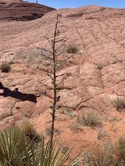 Yucca utahensis