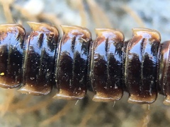 Oxidus gracilis