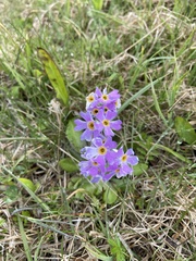 Primula mistassinica