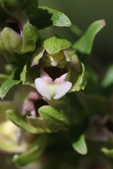Epipactis helleborine tremolsii
