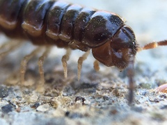 Oxidus gracilis