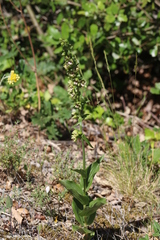 Epipactis helleborine tremolsii