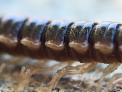 Oxidus gracilis