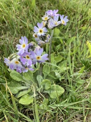 Primula mistassinica