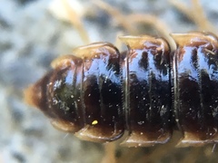 Oxidus gracilis