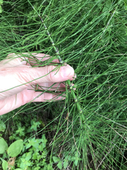 Equisetum telmateia