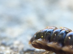 Oxidus gracilis