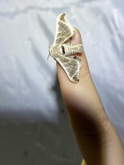 Bombyx lemeepauli