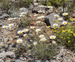 Anthemis sterilis