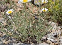Anthemis sterilis