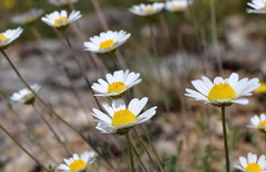 Anthemis sterilis