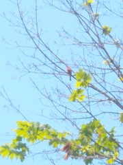 Haemorhous mexicanus