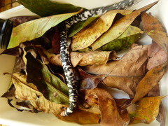 Amphisbaena fuliginosa amazonica