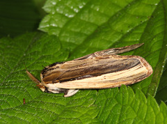 Truncaptera truncata