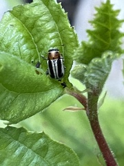Pachybrachis circumcinctus