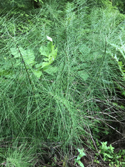 Equisetum telmateia
