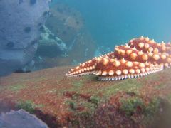 Meyenaster gelatinosus