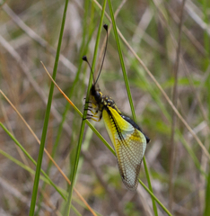 Libelloides baeticus
