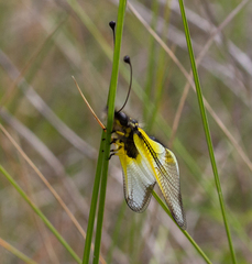 Libelloides baeticus