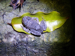 Leptodactylus knudseni