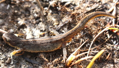 Lissotriton maltzani