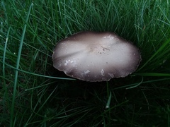 Agaricus andrewii