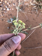 Hymenopappus flavescens