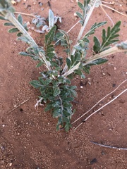 Hymenopappus flavescens