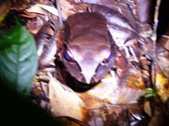 Leptodactylus knudseni