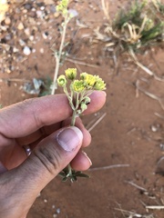 Hymenopappus flavescens